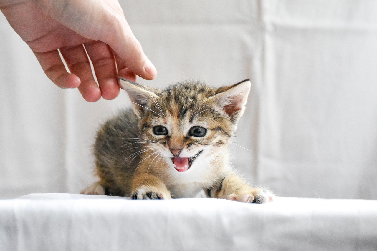Angry kitten